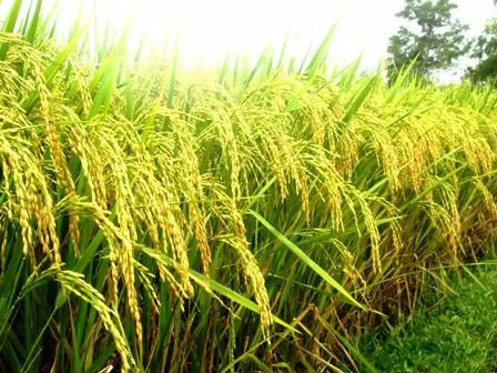 Diện Tích Mở Rộng, Sản Lượng Xuất Khẩu Gạo ST25 Ngày Một Tăng