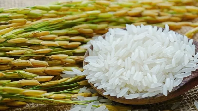 Gạo ngon nhất thế giới hiện nay là loại gạo gì2