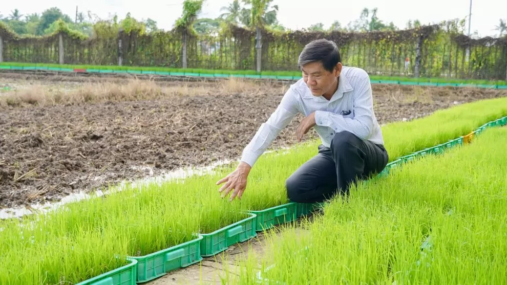 Gạo ST25 giúp bà con thoát nghèo trở thành giàu có bền vững