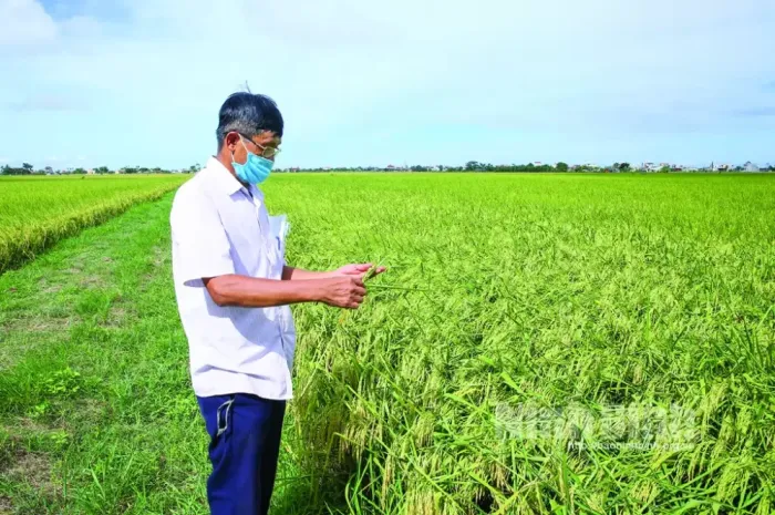 Gạo ST25 niềm tự hào của nông nghiệp Việt Nam1
