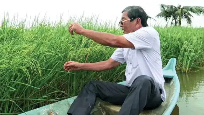 Hành trình 8 năm cho thương hiệu gạo ST25 độc đáo