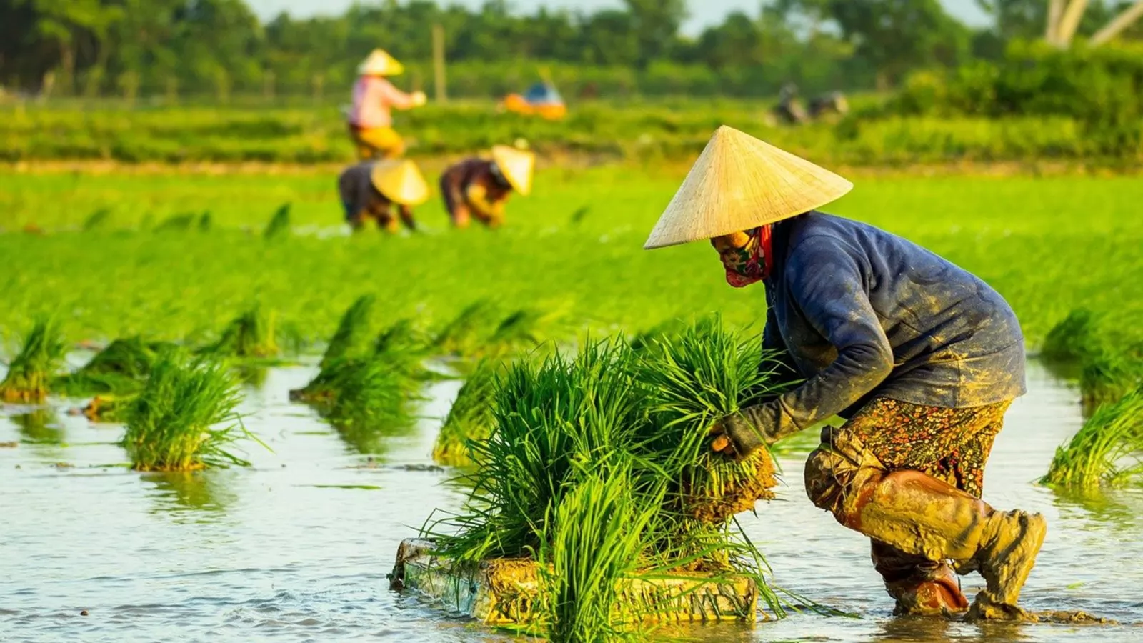Hạt ngọc đồng bằng Sông Cửu Long ST25 tạo văn hóa du lịch1