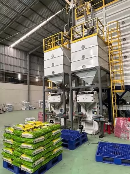 Quy Trình Sản Xuất Gạo ST25 Từ Đồng Lúa Tới Bàn Ăn