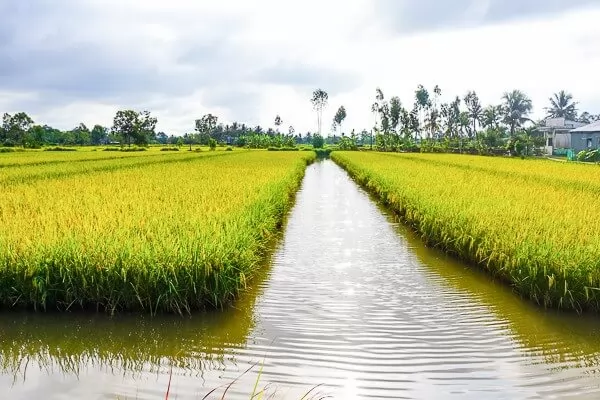 Quy Trình Sản Xuất Gạo ST25 Từ Đồng Lúa Tới Bàn Ăn