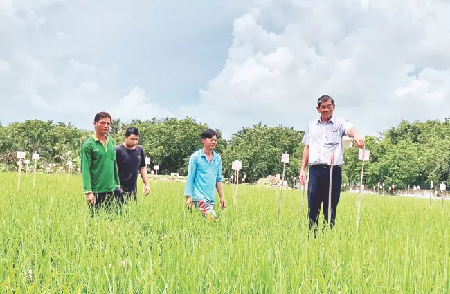 Vùng trồng nào cho gạo ST25 ngon nhất2