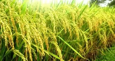 Diện Tích Mở Rộng, Sản Lượng Xuất Khẩu Gạo ST25 Ngày Một Tăng