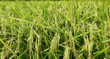 Gạo ST25 niềm tự hào của nông nghiệp Việt Nam