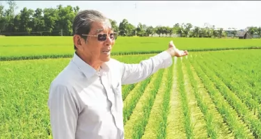 Gạo ST25 Tiên Phong Nông Nghiệp Hữu Cơ Tại Việt Nam