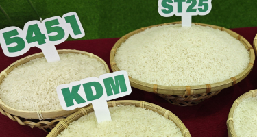 Giá gạo ST25 Ông Cua hôm nay bao nhiêu?