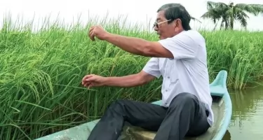 Hành trình 8 năm cho thương hiệu gạo ST25 độc đáo