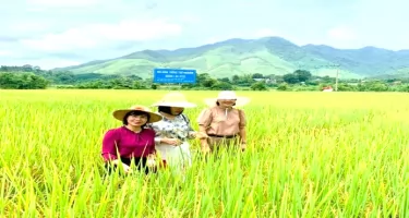 Hạt ngọc đồng bằng Sông Cửu Long ST25 tạo văn hóa du lịch