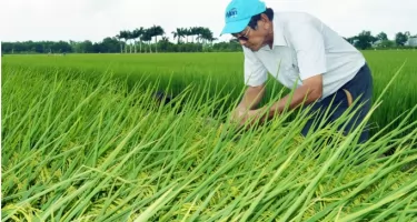 Những lý do gạo ST25 luôn giữ được chất lượng ổn định