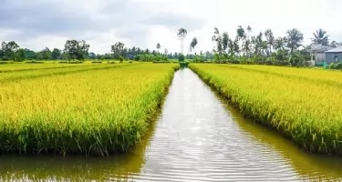 Quy Trình Sản Xuất Gạo ST25 Từ Đồng Lúa Tới Bàn Ăn