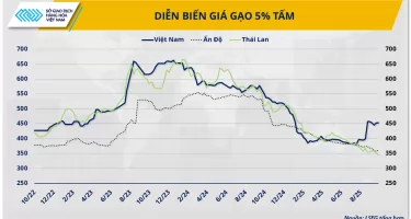 Tình Hình Biến Động Giá Gạo ST25 Năm 2026 - Cập Nhật Mới Nhất